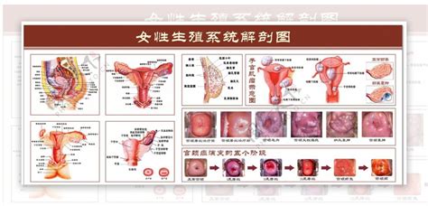 陰女|解剖学高清图谱 女性生殖系统